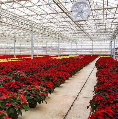 Gebouw van gebogen dak Double-Arch kas voor tomaten en peper in Amerikaanse valuta