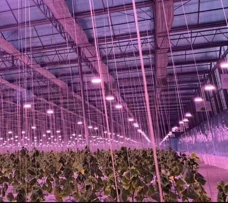 Gebouw van gebogen dak Double-Arch kas voor tomaten en peper in Amerikaanse valuta