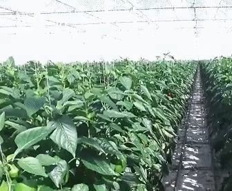 Gebouw van gebogen dak Double-Arch kas voor tomaten en peper in Amerikaanse valuta