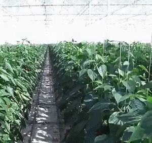 Eenvoudige of meervoudige Juxiang-dubbele laag filmkas voor de bloemenproductie Groen