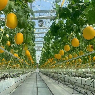 Staalstructuur kas voor peperproductie met behulp van hydroponica-teeltmethode