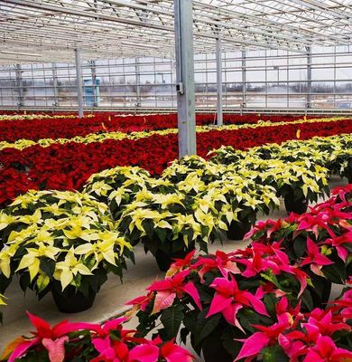 JX-H0068 Bied anti-druppeltechnische kas voor de aanpassing van bloemen en tomaten