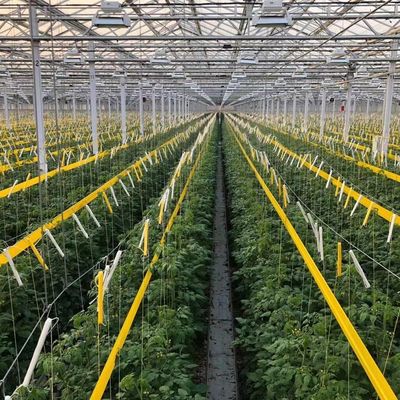 JX-H0068 Bied anti-druppeltechnische kas voor de aanpassing van bloemen en tomaten
