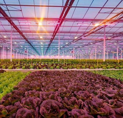 - Gefabriceerd hydroponisch kas met anti-druppel technologie met volledige betaling groenten verbouwen