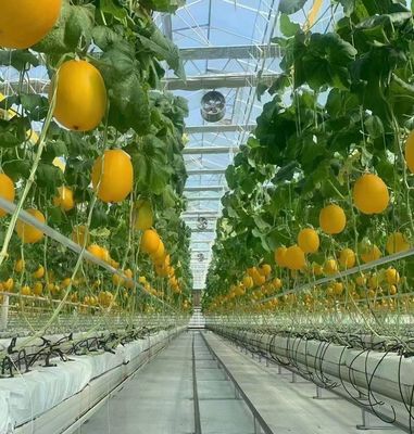 - Gefabriceerd hydroponisch kas met anti-druppel technologie met volledige betaling groenten verbouwen