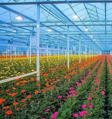 Doppelboogstructuur - Geproduceerde hydroponische kas voor gemengde landbouwproductiebehoeften