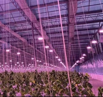 Doppelboogstructuur - Geproduceerde hydroponische kas voor gemengde landbouwproductiebehoeften