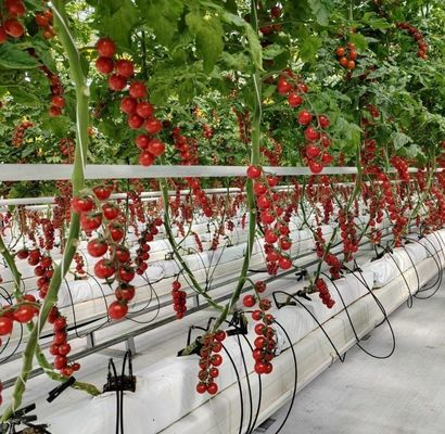 Doppelboogstructuur - Geproduceerde hydroponische kas voor gemengde landbouwproductiebehoeften