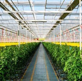 Pepper Cultivation Dual-Layer Film Greenhouse 12,09cm * 2,35cm * 2,39cm Pakketgrootte