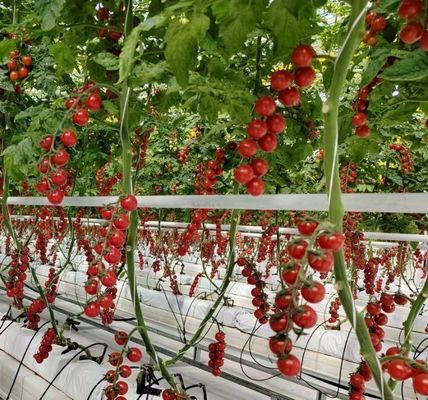 Pepper Cultivation Dual-Layer Film Greenhouse 12,09cm * 2,35cm * 2,39cm Pakketgrootte