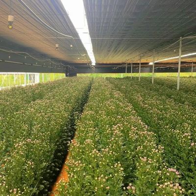 VS/Canada Staalstructuur Groenten Planten Eenboogkasten voor Hydroponics