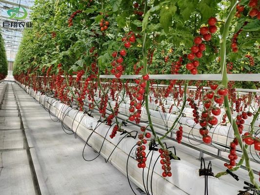 VS/Canada Staalstructuur Groenten Planten Eenboogkasten voor Hydroponics
