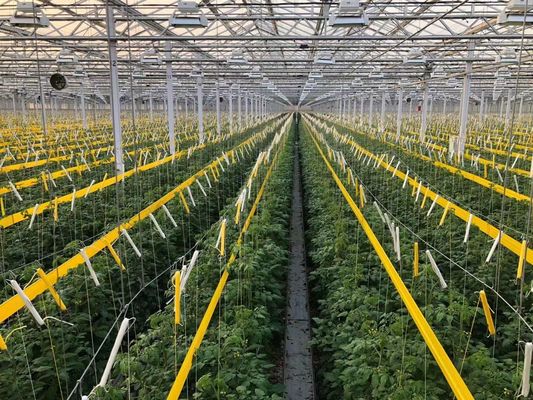 VS/Canada Staalstructuur Groenten Planten Eenboogkasten voor Hydroponics