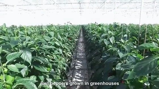 VS/Canada Staalstructuur Groenten Planten Eenboogkasten voor Hydroponics