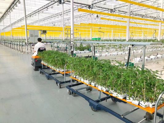 VS/Canada Staalstructuur Groenten Planten Eenboogkasten voor Hydroponics