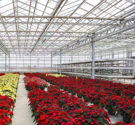 Maximaliseer uw tomatenopbrengst met anti-druppeltechnologie