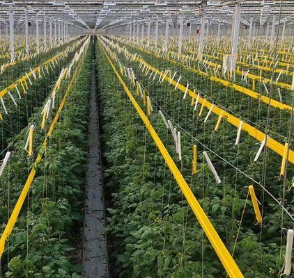Maximaliseer uw tomatenopbrengst met anti-druppeltechnologie