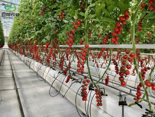 Groene bladeren Groenten Film PC-plaat Landbouw Multi-Span kassen voor hydroponie