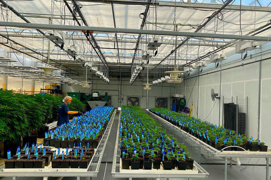 Doppelschijferige verlichte groeistructuur voor hydroponische zaailingen in multi-span