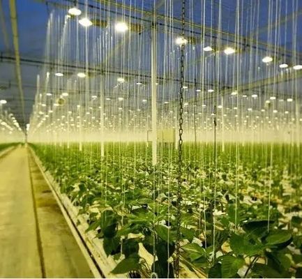 Verlichting van de zaadverbouwing in de kas met geavanceerde lichttechnologie