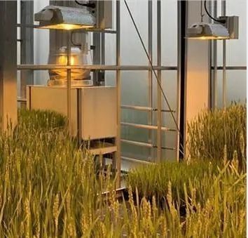 Verlichting van de zaadverbouwing in de kas met geavanceerde lichttechnologie