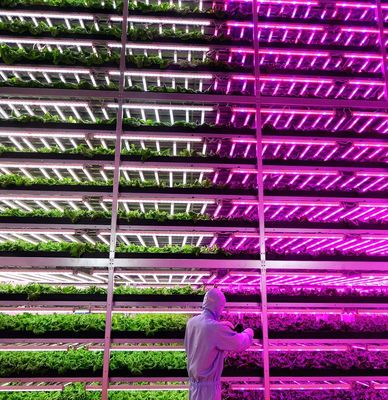 Verlichting van de zaadverbouwing in de kas met geavanceerde lichttechnologie