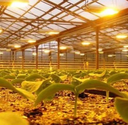Verlichting van de zaadverbouwing in de kas met geavanceerde lichttechnologie
