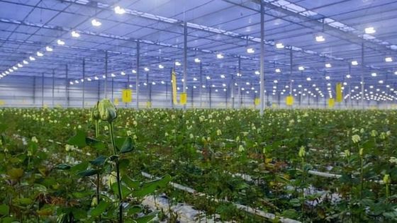 30-daagse terugkeer verlichtte kweekhuis voor zaailingen verlichtte teeltmethode