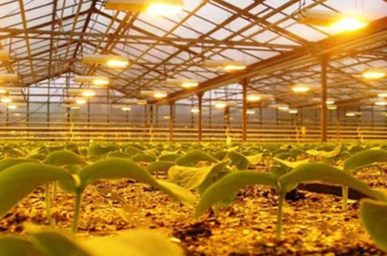 Tomaten, komkommers, sla Groeiingssysteem Bruto gewicht 2000.000kg Verzoek Aanpassing