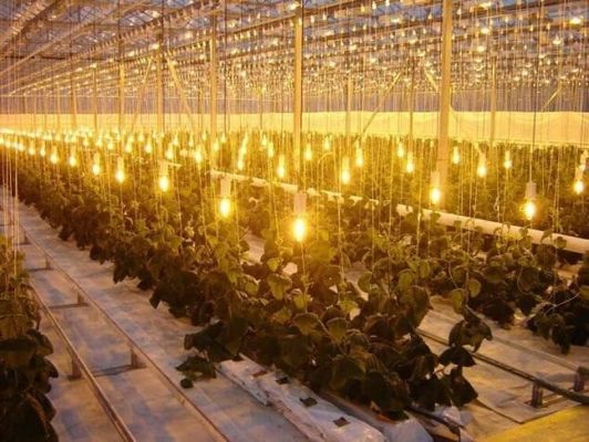 Tomaten, komkommers, sla Groeiingssysteem Bruto gewicht 2000.000kg Verzoek Aanpassing