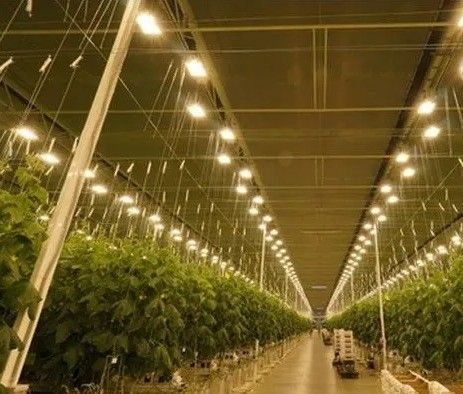 Tomaten, komkommers, sla Groeiingssysteem Bruto gewicht 2000.000kg Verzoek Aanpassing