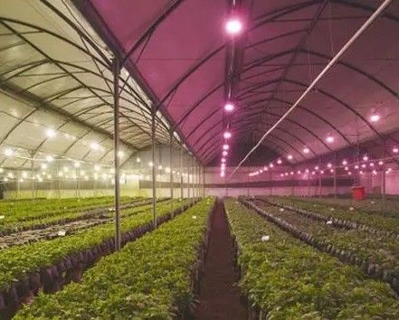 2000.000kg waterbespuitingsapparaat Ruimte met gecontroleerde omgeving voor zaaien/groenten/vruchten/bloemen