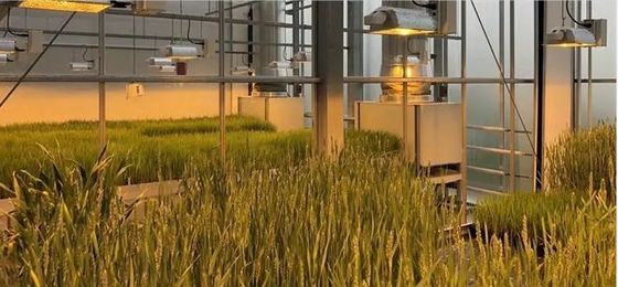 Multi-span plantkamer voor zaailingen in kaspakket Bruto gewicht 2000.000kg