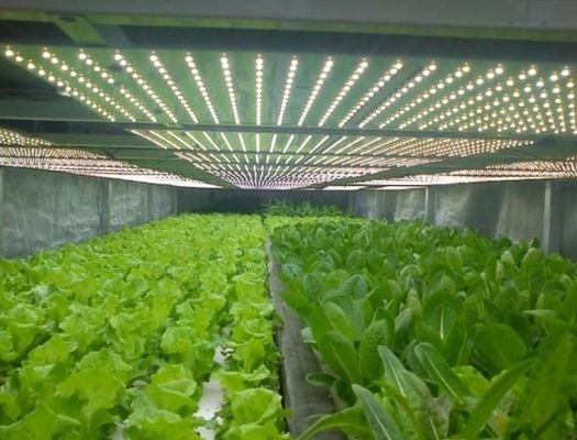 Multi-span plantkamer voor zaailingen in kaspakket Bruto gewicht 2000.000kg