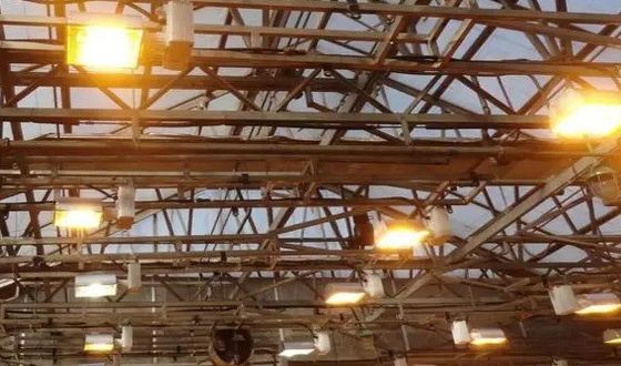 Op maat gemaakte aanvraag Juxiang Tomato Komkommer Salad structuur Verlichting kas