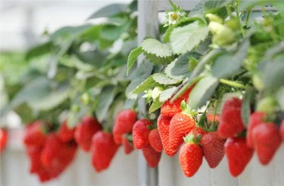 Op maat gemaakte aanvraag Juxiang Tomato Komkommer Salad structuur Verlichting kas