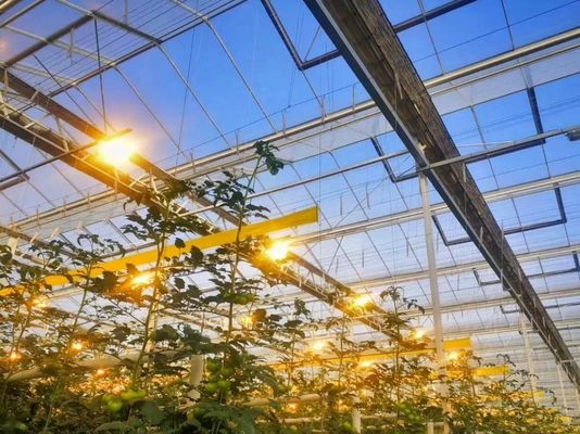 Op maat gemaakte aanvraag Juxiang Tomato Komkommer Salad structuur Verlichting kas