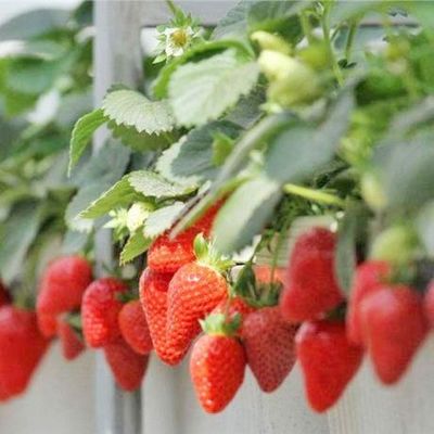 Teruggave van restituties Gegarandeerde multi-span kas voor de teelt van tomaten, komkommers en sla