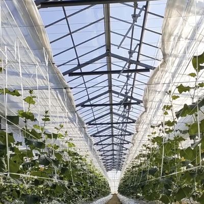 Commerciële kashydroponische systemen op maat en betaalbaar tegen redelijke prijzen