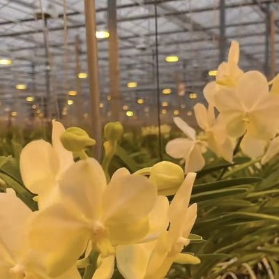 50.00cm * 60.00cm * 80.00cm Verpakkingsgrootte Glas Kas Hydroponics Groei Systeem