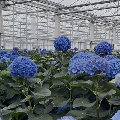 50.00cm * 60.00cm * 80.00cm Verpakkingsgrootte Glas Kas Hydroponics Groei Systeem