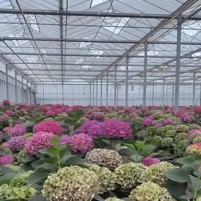 50.00cm * 60.00cm * 80.00cm Verpakkingsgrootte Glas Kas Hydroponics Groei Systeem