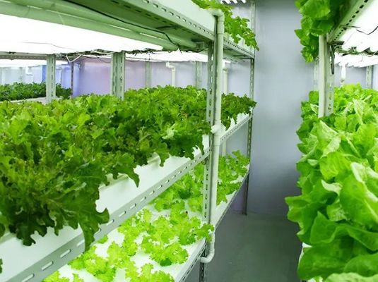 Wet Curtain Controlled Illuminating Greenhouse voor 2000.000kg pakket brutogewicht