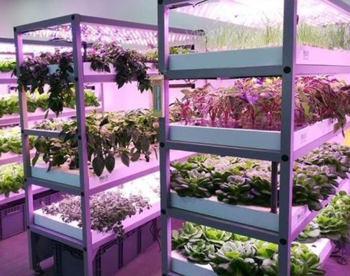 Wet Curtain Controlled Illuminating Greenhouse voor 2000.000kg pakket brutogewicht