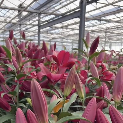 Aanpassing Stalen structuur Oorsprong Glas kas Hydroponics systeem voor bloemen