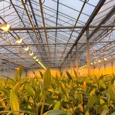Doppelschijfer Venlo-glas kas hydroponisch productiesysteem met druppelbewatering
