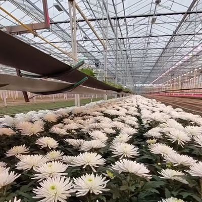 Doppelschijfer Venlo-glas kas hydroponisch productiesysteem met druppelbewatering