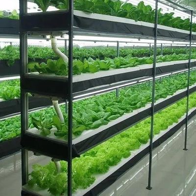 Maximaal groeien met bodemloos kweekstelsel in boogdakcontainer kas