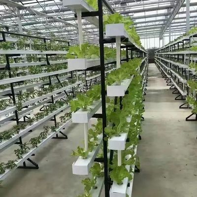 Maximaal groeien met bodemloos kweekstelsel in boogdakcontainer kas