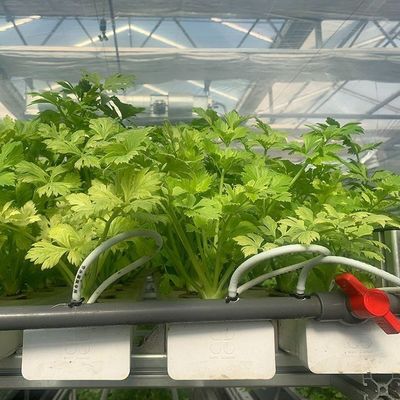 Maximaal groeien met bodemloos kweekstelsel in boogdakcontainer kas